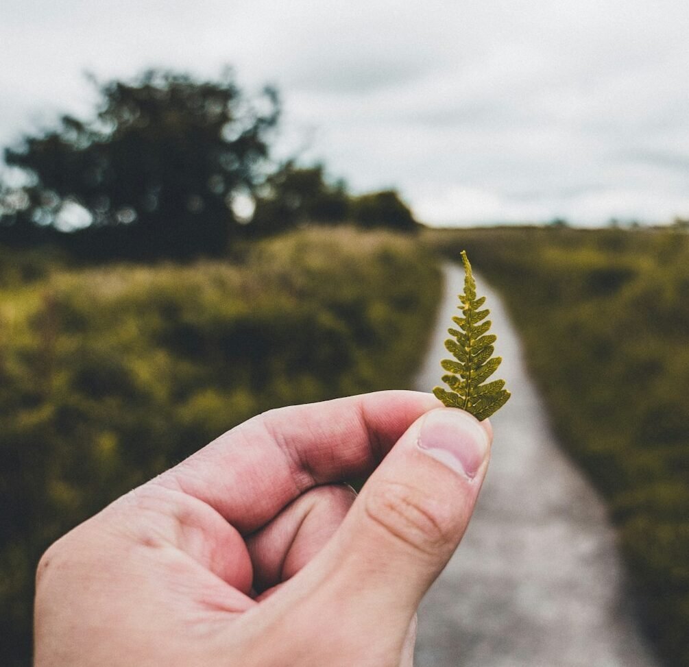 person holding green leaf